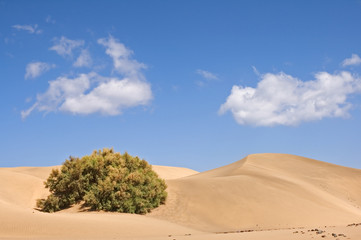 vegetation in the desert