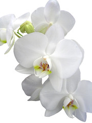 Obraz na płótnie Canvas orchide