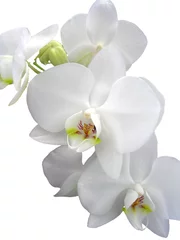 Stickers pour porte Orchidée orchide
