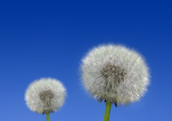 two dandelions on the blue