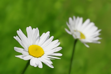 two camomiles