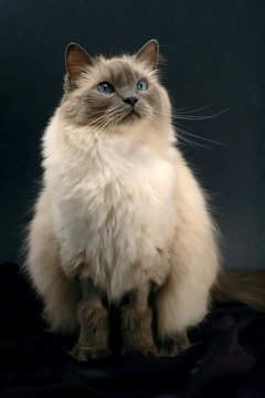 Ragdoll Cat Images Browse 11 450 Stock Photos Vectors And Video Adobe Stock