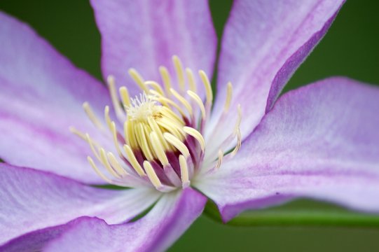 purple flower close up