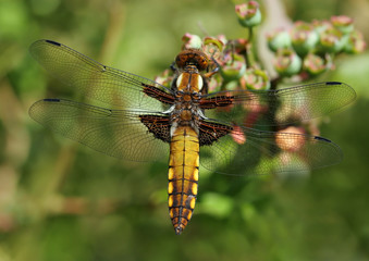 dragonfly beauty