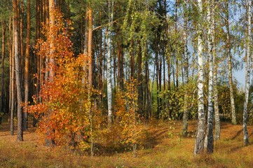 Fototapeta premium colors of fall