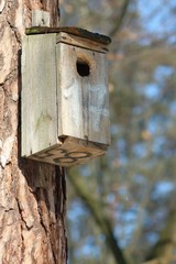 birds house