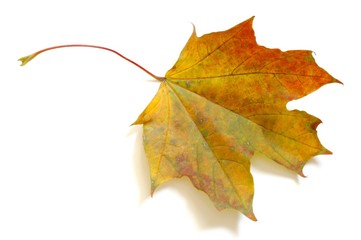 leaf