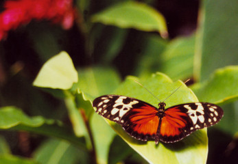 Obraz na płótnie Canvas butterfly at the conservatory