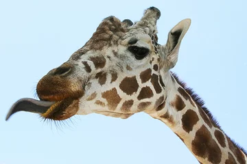 Papier Peint photo Girafe langue de girafe