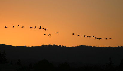 birds migratting