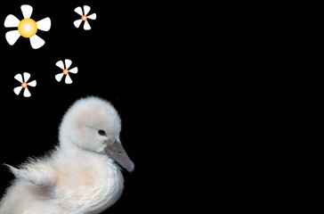 baby swan