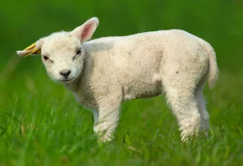 Zelfklevend Fotobehang cute sheep © Eric Gevaert