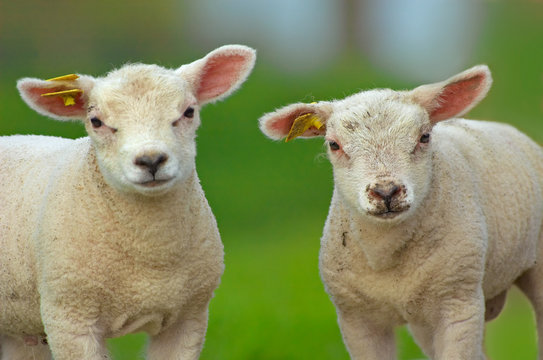 cute sheep