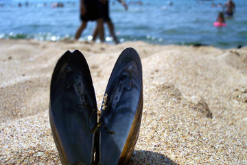 Fototapeta premium mussel shell and two people walking