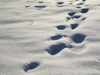 footprints