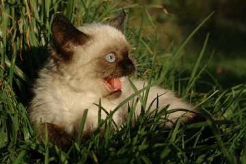 siamese kitten