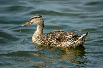 female mallard.