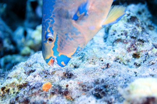 parrot fish feeding on coral
