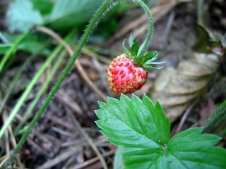 wild strawberry