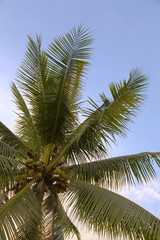 Fototapeta na wymiar exotic palm tree