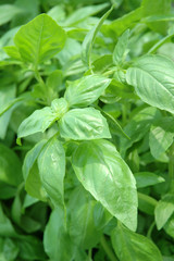 sweet basil