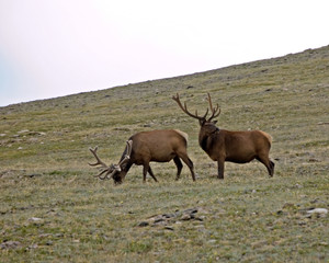 Naklejka na ściany i meble male elk near trail ridge road