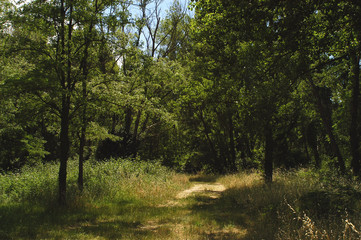 chemin de camapgne