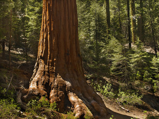sentry sequoia