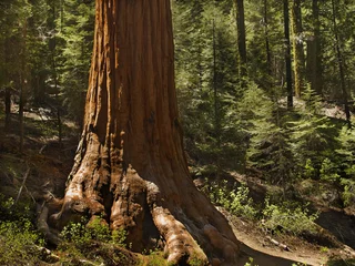 Papier Peint photo autocollant Parc naturel sentry sequoia