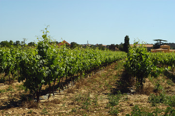 les vignes