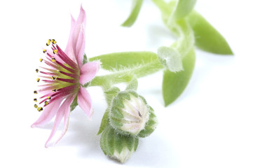 Obraz na płótnie Canvas piękny kwiat. różowy kaktus
