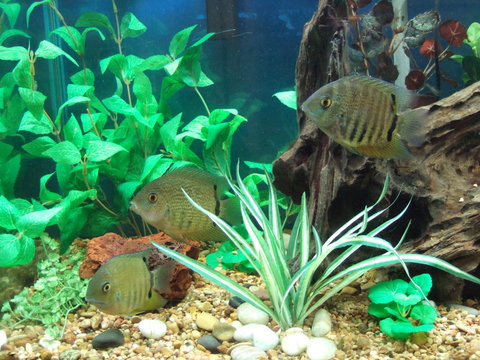 3 severums