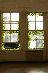 window vines