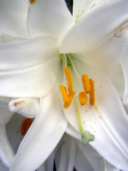white lilly flower