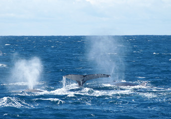 southern right whale