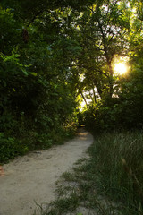 Naklejka premium summer evening path