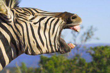 zebra yawning