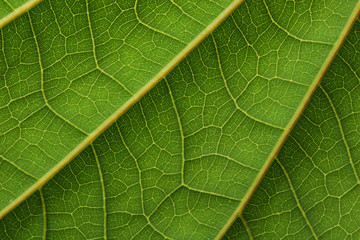 leaf macro