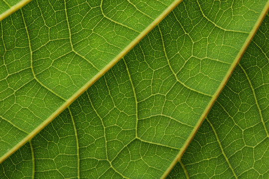 leaf macro