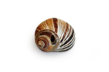 coquillage103