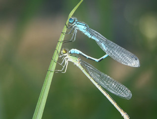libellules demoiselles