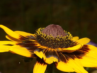 fleur jaune