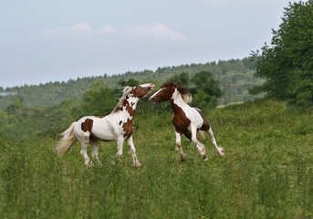 Obraz premium tinkerhengste