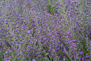 Fototapeta premium flowers
