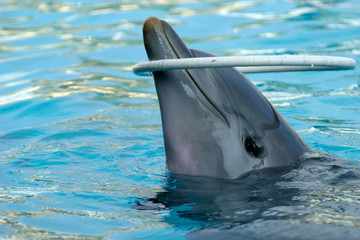 dolphin
