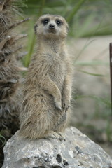 Fototapeta premium suricata