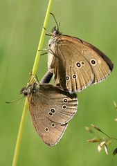 Fototapeta premium butterflies