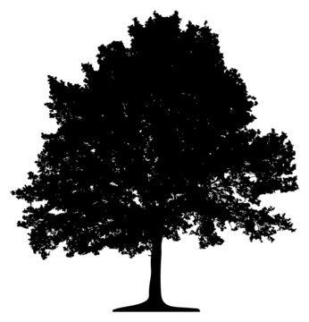Fototapeta tree