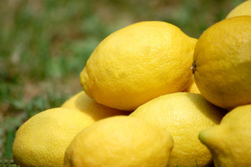 citrons jaune
