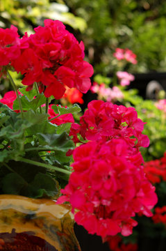 pot de geranium